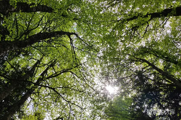 高清摄影 阳光透过森林中的树木照射下来。