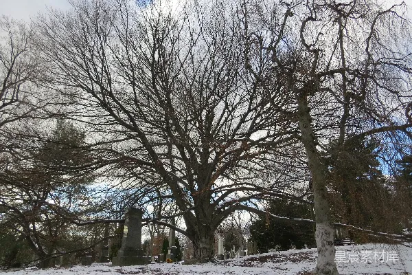 高清摄影 覆盖着雪的田野，背景中有树木。