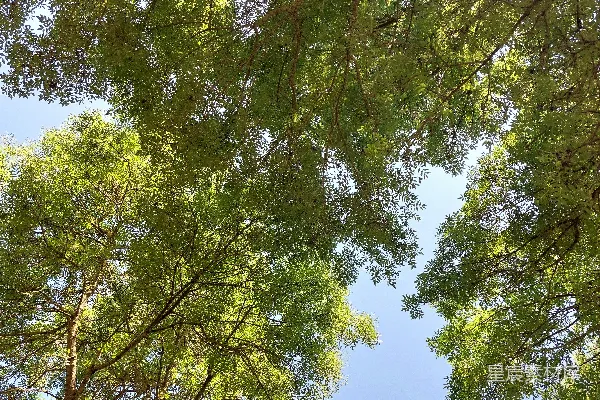 高清摄影 仰望高大树木的顶端