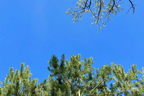 高清摄影 从下面看树木的顶部视角