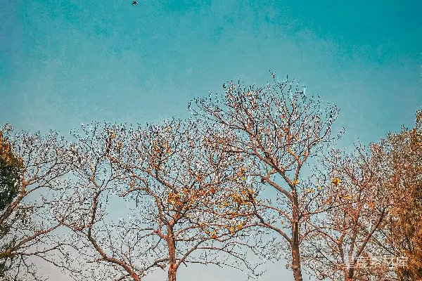 高清摄影 一排树在蓝天背景下