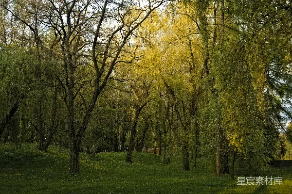 高清摄影 一个长满草的区域里有树。