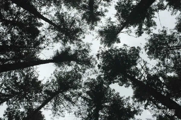 高清摄影 白天在灰蒙蒙的天空下拍摄树木剪影的低角度照片