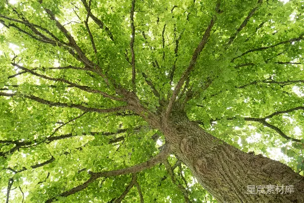 高清摄影 仰望一棵绿叶的树