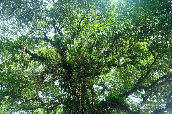 高清摄影 绿色森林的树