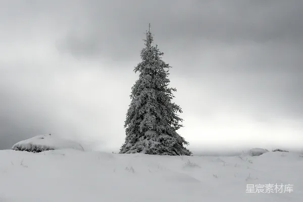 高清摄影 一棵树在雪地里