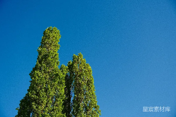 高清摄影 树在明亮的蓝天中伸向天空。