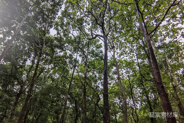 高清摄影 阳光透过森林中的树木照耀下来。