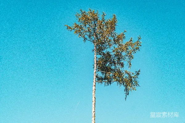 高清摄影 一棵高高的树在晴朗的蓝天背景下