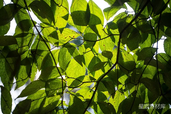 高清摄影 白天树上的绿叶