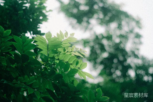高清摄影 一张模糊的绿叶树的照片