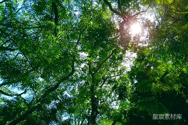 高清摄影 阳光透过森林中的树木照耀下来