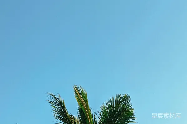 高清摄影 白天蓝天下的一棵绿色棕榈树