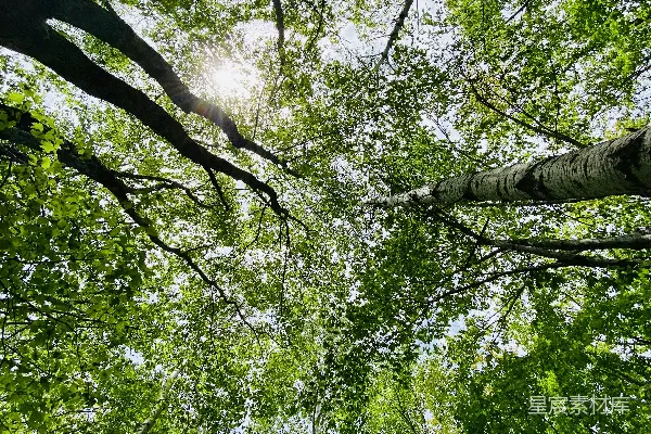 高清摄影 白天白云下绿树成荫