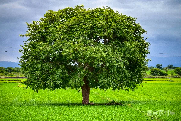 高清摄影 白天绿色草地上的绿树