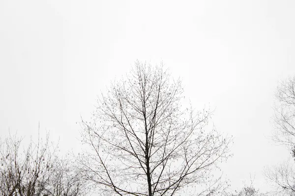 高清摄影 一张黑白照片，照片中有被雪覆盖的树木。