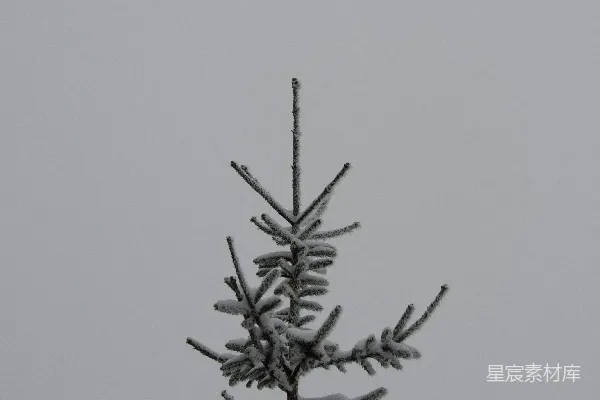 高清摄影 黑色植物在白色背景上