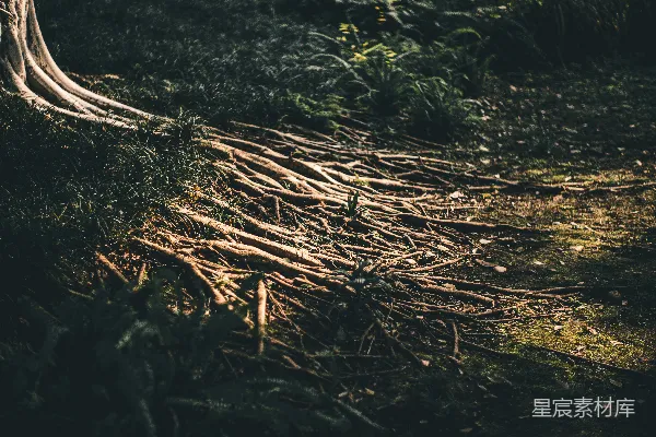 高清摄影 地上的棕色干草