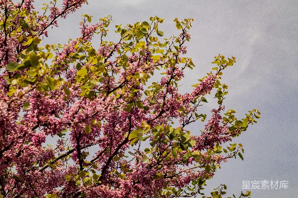 高清摄影 前景有一棵开满粉红色花朵的树，背景是蓝色的天空。