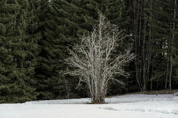高清摄影 一片雪地中央的一棵孤树