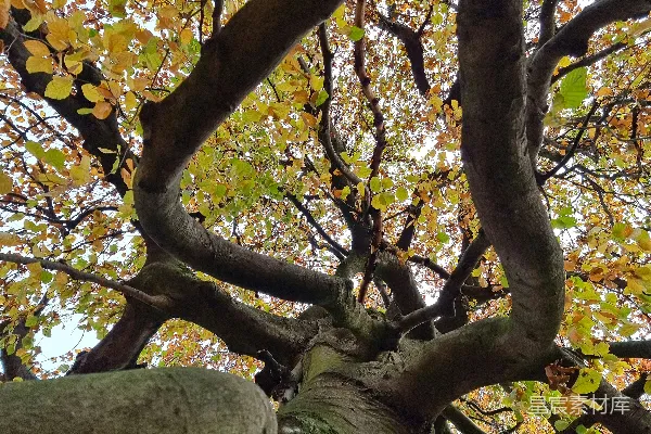 高清摄影 一棵非常高大的树，上面有很多叶子。
