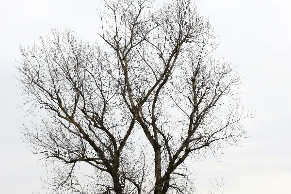 高清摄影 一片空旷田野中的一棵光秃秃的孤树