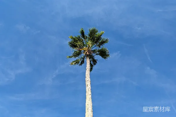 高清摄影 一棵高大的棕榈树矗立在蓝天之下。