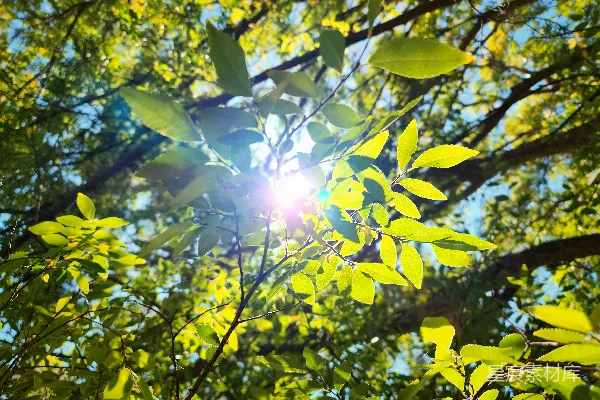 高清摄影 阳光透过树叶照耀下来