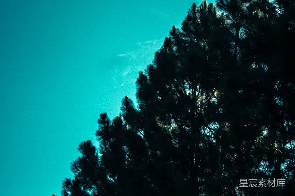 高清摄影 蓝天下的绿树在白天