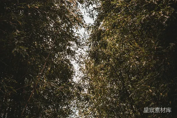 高清摄影 白天白云下的绿树