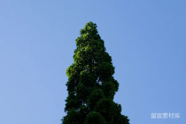高清摄影 一棵高大的绿树，背景是清澈的蓝天。