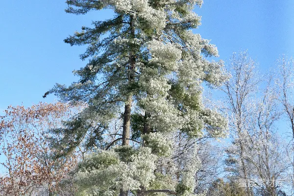 高清摄影 一片被雪覆盖的田野，地上和树上都积满了雪。
