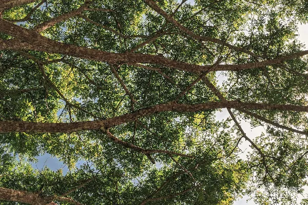 高清摄影 仰望树冠