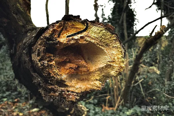 高清摄影 一棵在树林中被砍倒的树