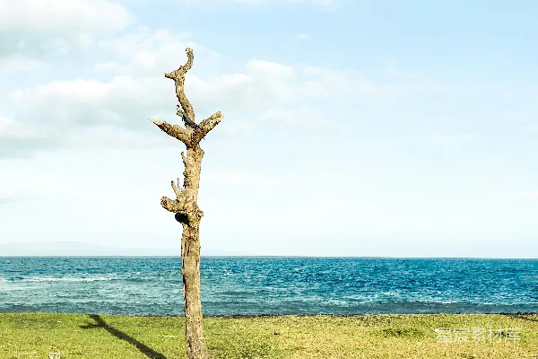 高清摄影 一棵海滩上的光秃秃的树