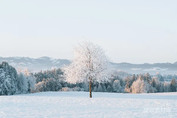 高清摄影 一片雪地里的一棵孤独的树，背景是山脉。