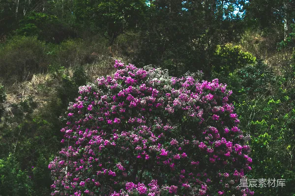高清摄影 紫色花瓣的花