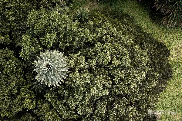 高清摄影 空中俯瞰绿色树木的景象