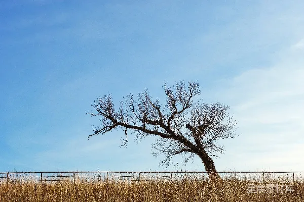 高清摄影 白天，蓝天下，棕色草地上的一棵光秃秃的树