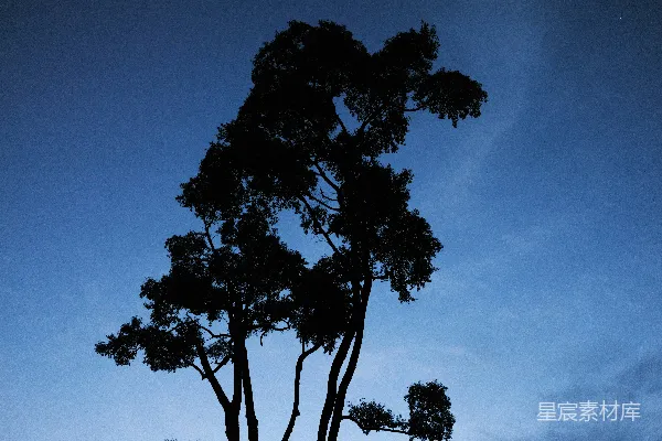 高清摄影 蓝天下的绿树
