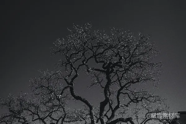 高清摄影 一张黑白照片，照片中有一棵树，背景是一座建筑物。