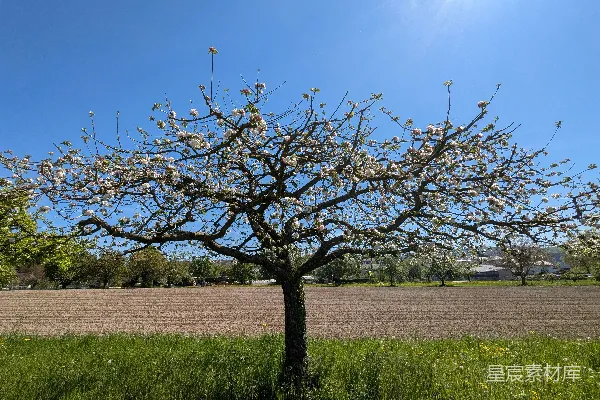 高清摄影 一片阳光明媚的田野里，盛开的苹果树。