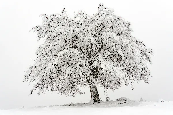 高清摄影 一棵覆盖着积雪的树，位于田野中央