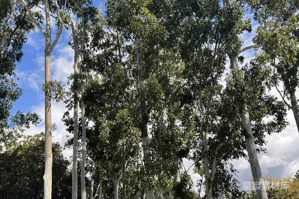 高清摄影 一组并排的树
