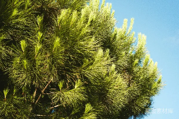 高清摄影 青松枝叶在清澈的蓝天前。