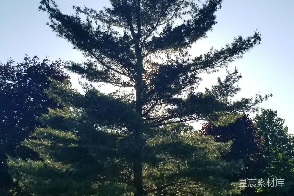 高清摄影 一片草地中央的一棵孤树