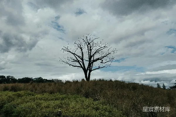 高清摄影 光秃秃的树在绿草地上，天空阴云密布。