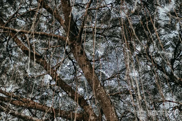 高清摄影 一群被雪覆盖的树