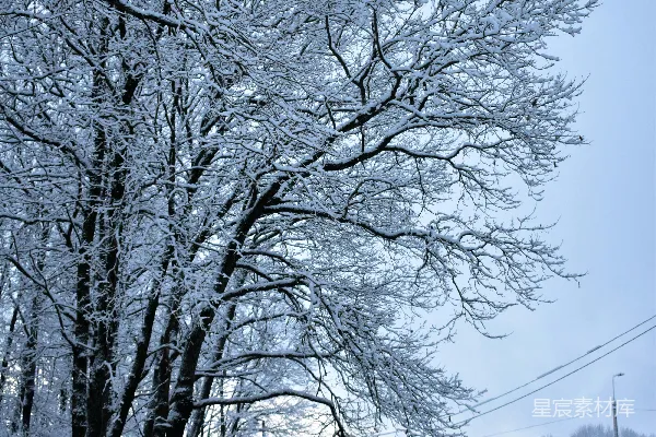 高清摄影 一条被雪覆盖的道路旁有一棵大树