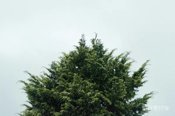 高清摄影 白天的绿叶树